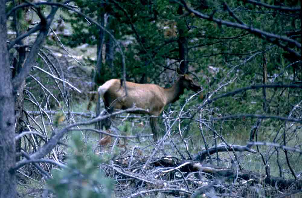 Ciervo - Yellowstone - EEUU 3.jpg